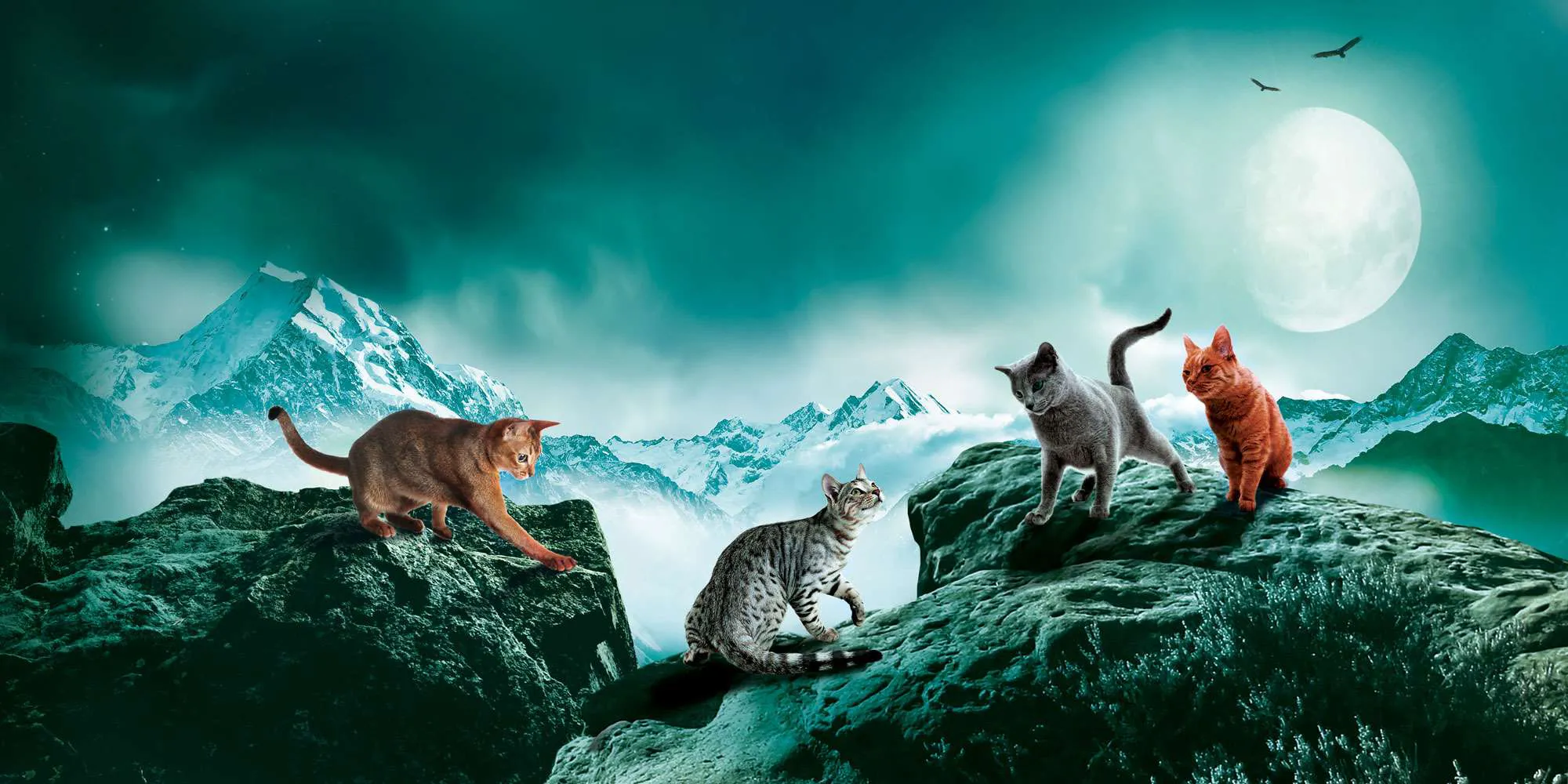 Die Welt der Warrior Cats » Warrior Cats
